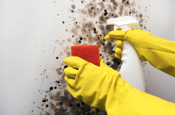 Best Toxic Mold Removal  in San Luis, AZ