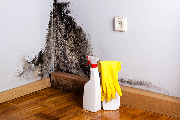 Best Fast Mold Removal  in San Luis, AZ